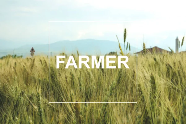 Поле Пшениці Горах Фермер Пише — стокове фото