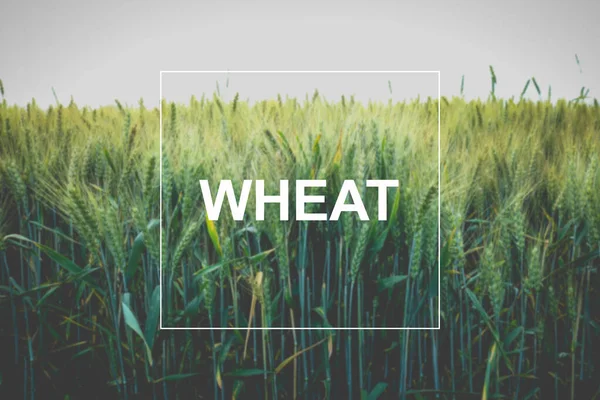 Kelime buğdayı. tarım kavramı