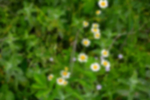 Ромашки Зеленою Травою Розмиті — стокове фото