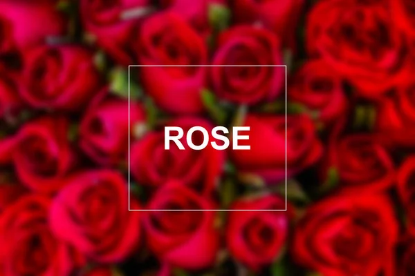 Rose Rosse Sfondo Strutturato — Foto Stock