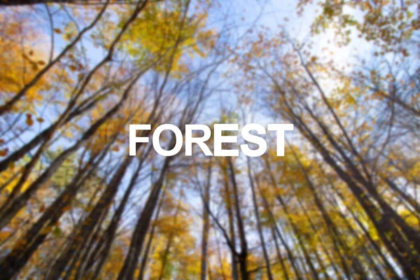 Bulanık Arka Plan Ormanı Üzerindeki Soyut Sonbahar Yaprağı Yaz — Stok fotoğraf