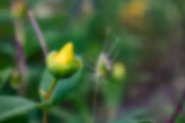 Abstract Blurred Tropical Garden Blur Effect — Stock Photo, Image