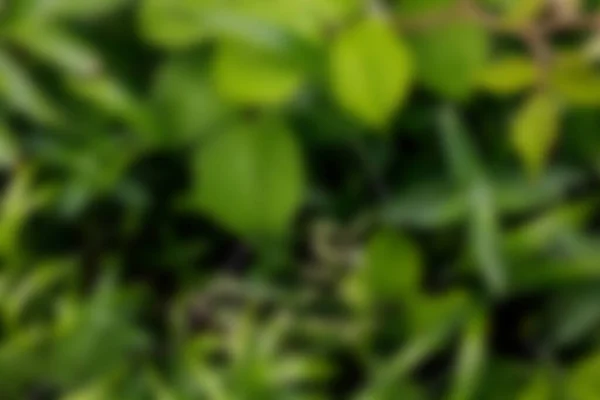 Абстрактный Размытый Зеленый Коричневый Фон — стоковое фото