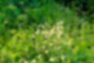 Arkaplan tasarımı için bulanık yeşil çimenler.