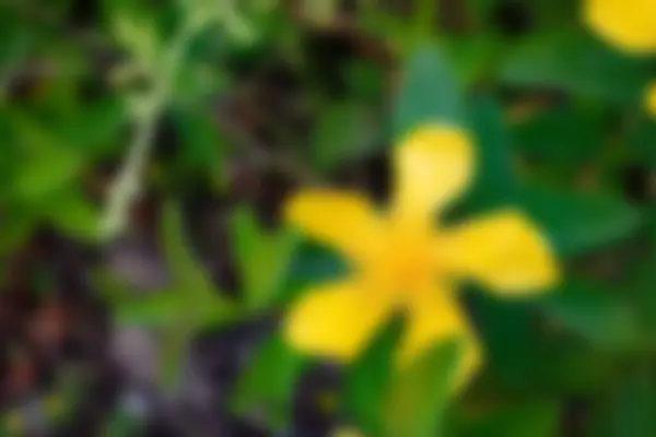 Yellow Flower Abstract Blur Background Bokeh Effect — Stock Photo, Image