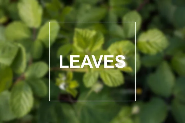 Hinterlässt Worttee Auf Verschwommenen Grünen Blättern — Stockfoto