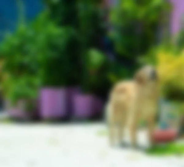 Anjing Taman Latar Belakang Tidak Fokus — Stok Foto