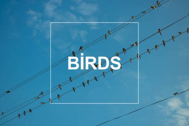 Mavi gökyüzündeki kuş ve elektrik hatları