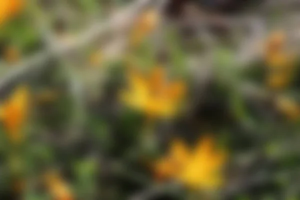Blur Background Bokeh Effect — Zdjęcie stockowe