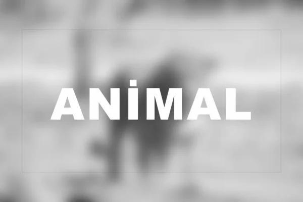 Parola Leone Sfocato Animale Nel Parco Safari — Foto Stock