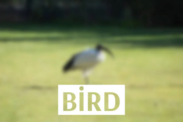 Palabra Pájaro Pájaro Borroso Parque Safari — Foto de Stock