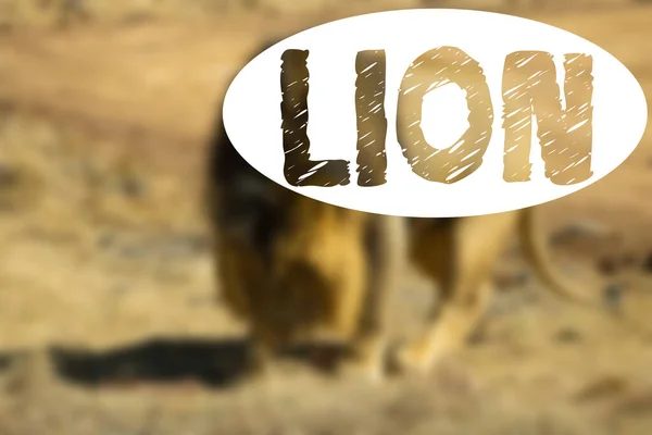 Θολή Άποψη Του Χαριτωμένου Λιονταριού Φόντο Bokeh Θαμπάδα Λιοντάρι Γράφει — Φωτογραφία Αρχείου