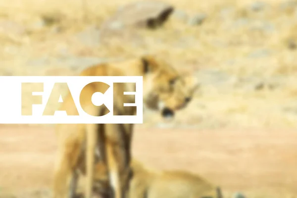 Λέξη Πρόσωπο Θολή Λιοντάρι Σαφάρι Πάρκο — Φωτογραφία Αρχείου