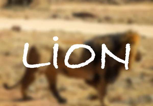 Θολή Άποψη Του Χαριτωμένου Λιονταριού Φόντο Bokeh Θαμπάδα Λιοντάρι Γράφει — Φωτογραφία Αρχείου