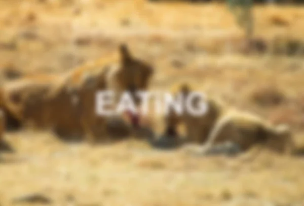 Woord Eten Wazig Leeuw Safari Park — Stockfoto