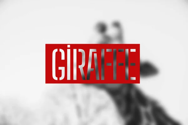 Wazig Giraffe Safari Park Giraffe Schrijven — Stockfoto