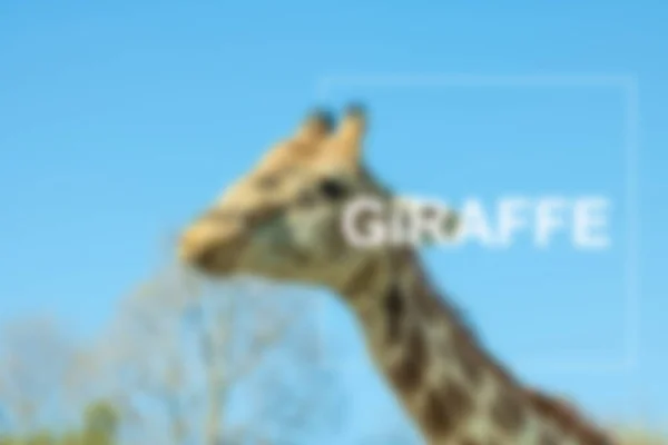 Sfocatura Giraffa Nel Parco Safari Giraffa Scrivi — Foto Stock