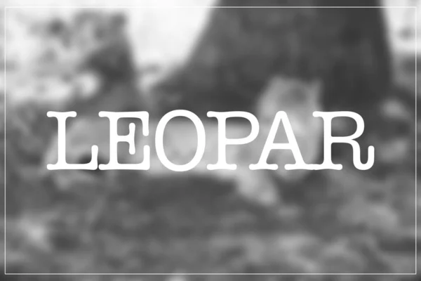 Bulanık arkaplanda leopar ve güzel kelimesi var..