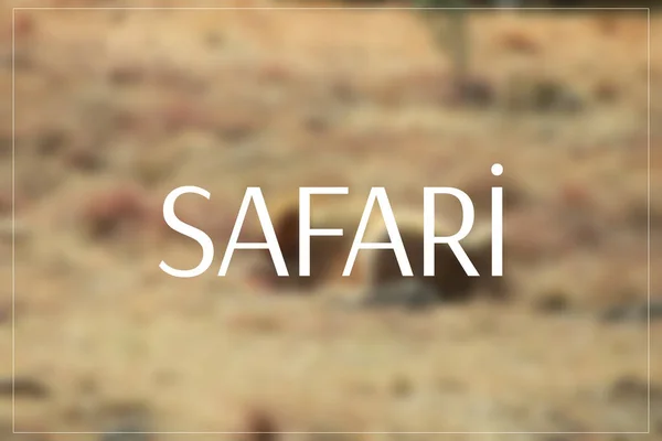 Bokeh arkaplanı olan sevimli aslanın bulanık görüntüsü. Safari yaz.