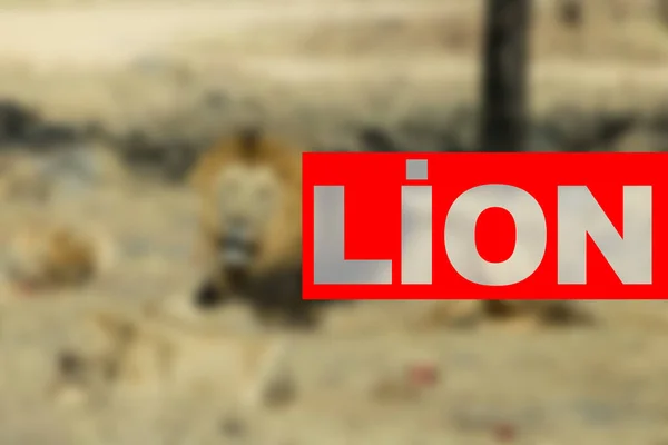 Λιοντάρι Θόλωσε Στο Πάρκο Σαφάρι Λιοντάρι — Φωτογραφία Αρχείου