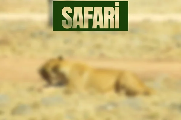 狩猎公园的背景模糊不清 Safari写 — 图库照片