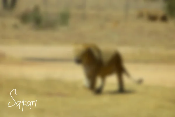 Sfondo Sfocato Del Parco Safari Safari Scrivi — Foto Stock