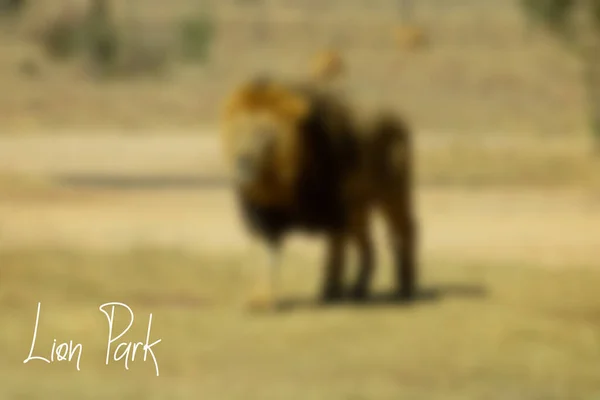 Θολή Άποψη Του Χαριτωμένου Λιονταριού Φόντο Bokeh Θαμπάδα Πάρκο Λιονταριών — Φωτογραφία Αρχείου
