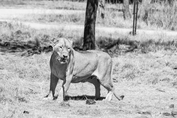 Ασπρόμαυρη Φωτογραφία Νεαρού Αρσενικού Λιονταριού — Φωτογραφία Αρχείου