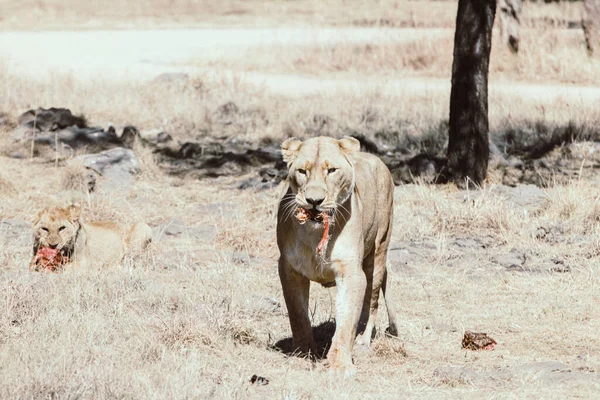 León Sabana Kenya — Foto de Stock