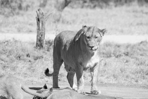Лев Саванне Кении — стоковое фото