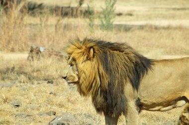 Aslan yeşil ve sarı çimlerde