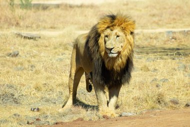 Aslan yeşil ve sarı çimlerde