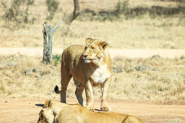 León Hierba Verde Amarilla — Foto de Stock