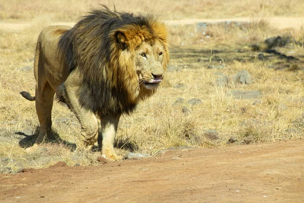 Lion Dans Herbe Verte Jaune — Photo