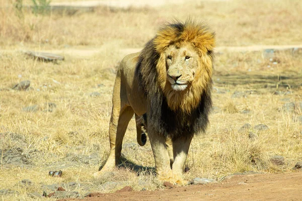 Aslan yeşil ve sarı çimlerde