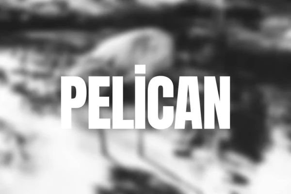 Borrado Zoológico Pelicano Escrever — Fotografia de Stock