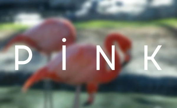 Palavra Rosa Flamingos Embaçados Zoológico — Fotografia de Stock