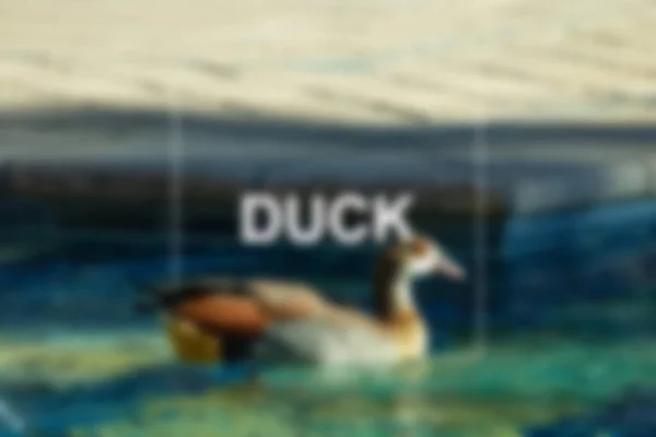 Defocused Blur Background Dengan Tema Pool Pola Abstrak Duck Write — Stok Foto