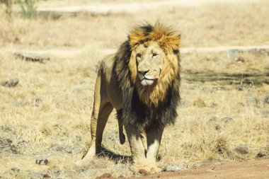 Afrika savanındaki erkek aslan.