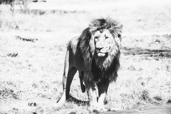 Lion Savannah Kenya — Stock Photo, Image