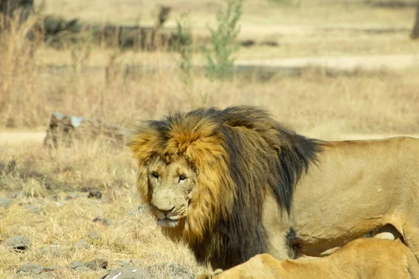 Leone Maschio Nella Savana Dell Africa — Foto Stock