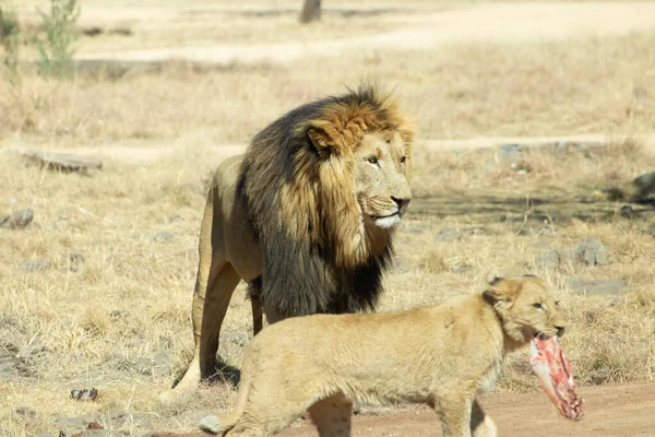 Lion Mâle Dans Savane Afrique — Photo