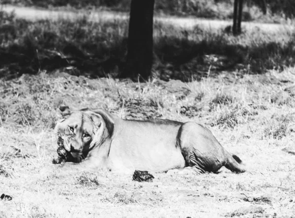 Lion Sur Fond Savane — Photo