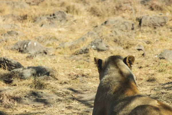 Vue Rapprochée Magnifiques Lions Sauvages Coucher Soleil — Photo