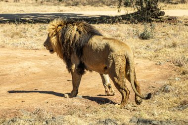 Savanadaki Afrikalı beyaz at