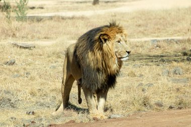 Afrika bozkırında bir erkek aslan.