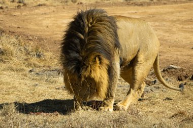 Erkek aslanın yakın çekimi, masai mara, tanzanya