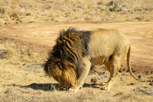 Groupe Lions Dans Savane Afrique — Photo