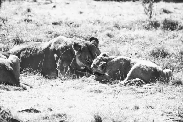 Foto Bianco Nero Giovane Leone Uno Zoo — Foto Stock