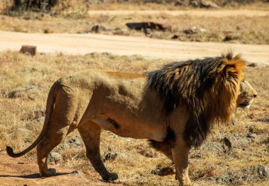 Hayvanat bahçesinde bir dişi aslan..